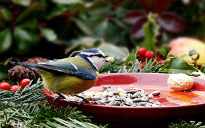 Große Auswahl an Vogelfutter
